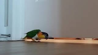 아빠를 만나고 싶어 하는 마음  : 검은머리 카이큐 리오의 재롱 17(잉꼬, 앵무, Caique Parrot, ズグロシロハラインコ)