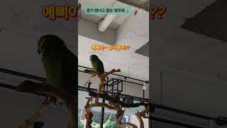 [예삐]응가했어~  #말하는앵무새 #아마존 #예삐 #parrot #응가 #쇼츠