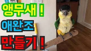 앵무새 순치! 입질교정! 기본!