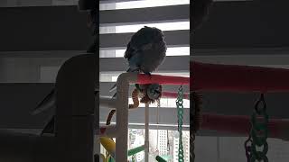 목욕하고 싶지?? #앵무새 #birds #parrot …