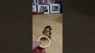 링 가져오는 리오 : 검은머리 카이큐 리오의 재롱 2 (앵무, Caique Parrot, ズグロシロハラインコ)