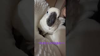 엄마품이 좋아 #앵무새 #코카투 #로또 #반려