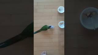 옐로우 카라마카우