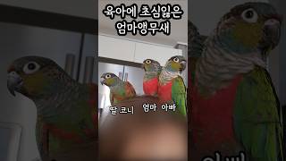 이해할게 이삐야ㅋㅋ #앵무새육아 #귀여운앵무새대답 #크…