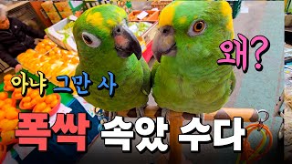 앵무새가 사람처럼 장을 본다고?!  아냐 그만사! 잔소리는 덤 노래는 서비스ㅋㅋ | 아빠 흉내는 꿀잼