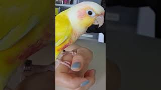 사랑해 해주는 앵무새 #앵무새 #코뉴어앵무새 #코뉴어 #말하는앵무새 #시나몬딜루트코뉴어 #사랑해 #앵무새사랑해