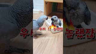 회색앵무새 하림이와 루카의 만남  상상 못한일 ㅋㅋㅋ #회색앵무새 #회색앵무이유조 #birds #parrot #앵이들 #회색앵무새하림 #일산앵이들엄마