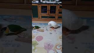 콜덕 오리와 카이큐