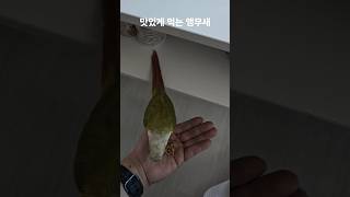 맛있게 먹는 앵무새 #parrot #birds #반려동물 #cute #코뉴어 #동물 #pets