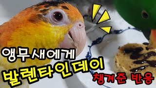 앵무새에게 발렌타인데이 챙겨줬더니 돌아온 반응.avi