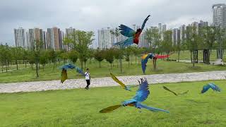 바람은 계산하는것이 아니다 극복하는 것이다! 할리퀸마카우 루카 강풍 모험기