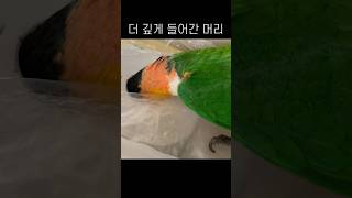 이게 뭐예요? #shorts #parrot #caique #앵무새 #카이큐 #ズグロシロハラインコ