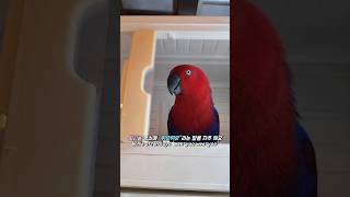 앵무새는 왜 절친끼리 티가 날까? 놀라운 이유!