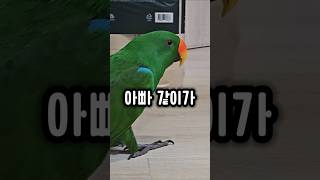 자러가자는 한마디가 앵무새한테 미치는 영향 ㅋㅋ #앵무새 #자러가자