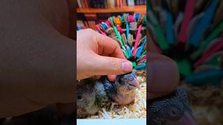 검은 머리 카이큐, 세네갈 앵무새예요.#birdslov…