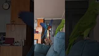 할리퀸 마카우 피코#피코