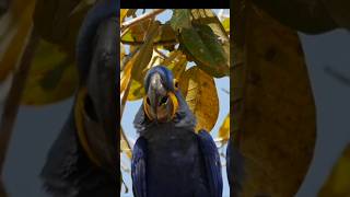 The Majestic Hyacinth Macaw #a…