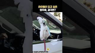 아이돌이 되고싶은 앵무새, 결국엔? #동물 #앵무새 #코카투