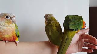 썬코뉴어vs코뉴어 크기비교!