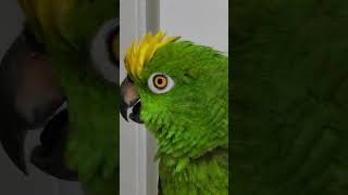 #화난아롱이#왜 #우리애기 누가 그랬또 #말하는앵무새 …