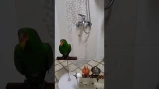 앵무새 뉴기니아,퀘이커,썬칙코뉴어 목욕!!