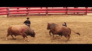 청도소싸움경기장 3경기 (홍)범호 vs (청)금강장사 …