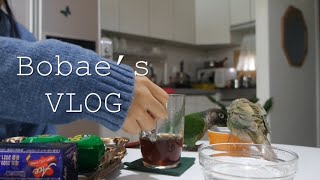 [VLOG]앵무새와 함께하는 토요일 일상 브이로그 (커…