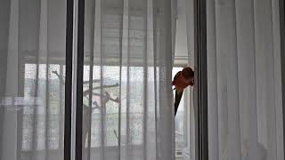 20250416 거실을 새장으로 만들었다 I turned my living room into a cage