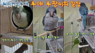 퀘이커앵무새 루야,루팡이의 일상