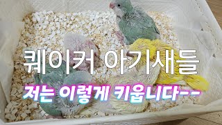 퀘이커 주사기이유식 방법 전수하기
