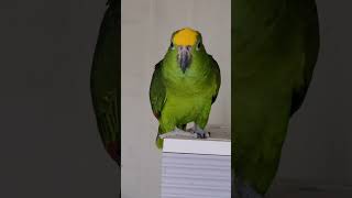 옐로우크라운 아마존 철수 #parrot