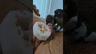 코뉴어앵무새#하랑이 #하봉이#더빙농장#동물더빙#병맛더빙