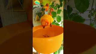 #shorts 더운 여름 시원하게 물놀이    썬코뉴어 앵무새 환타&소다 일상   물 좋아하는 앵무새