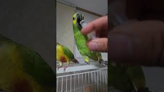 귀농귀촌 아마존앵무새 말하고 놀아주기