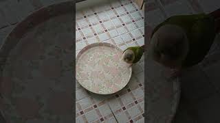 앵무새살구 할까 말까 간만 보다 가는 살구띠ㅋ