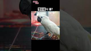 장난감 칼을 본 앵무새 #…