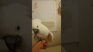 산토끼에 맞춰서 춤추는 앵무새 태식군♡ #코카투 #앵무새 #cockatoos #웃긴동영상 #동물