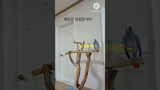 앵무새ㅡ순돌아 폭팔물은 위험한거야