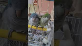 퀘이커앵무새 루야 루팡이 귀여운영상 모음