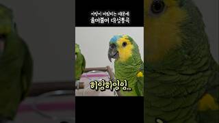 너무 슬펴서 우는앵무새와 내마음 몰라줘서 슬픔 앵무새#…