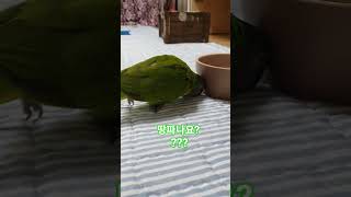 수리 모하는거야? 알 수가 없네 #parrot #세네갈앵무 #앵무새 #반려동물