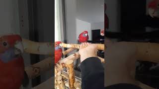 karmienie z ręki papug. rozelle królewskie, #adopted parrots