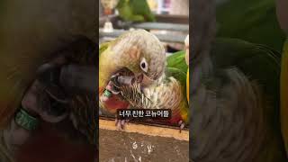 털 골라주는 코뉴어들 #parrot #birds #bi…