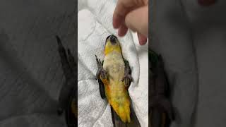 카이큐앵무새) 누워서 쉬고있는 티모 괴롭히기 1탄 ㅋㅋ!!