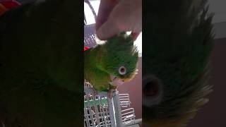 Panama Amazon Parrot gets even…