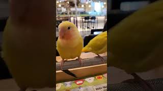 #사랑스러워 #머리부터발끝까지 #모란앵무 #귀요미 #코뉴어 #썬코뉴어 #앵무새 #초보집사