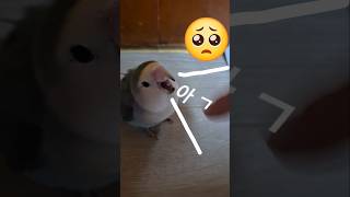 영역표시 지우면 분노하는 앵무새 #모란앵무 #parrot #lovebird