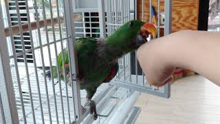 캠핑장에서 만난 앵무새?