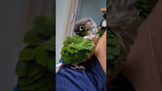 코뉴어앵무새#하랑이#하봉이#parrot#cute