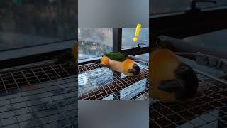 카이큐 앵무새에게 "빵"  하면 생기는일  #앵무새 #카이큐앵무새 #앵무새개인기